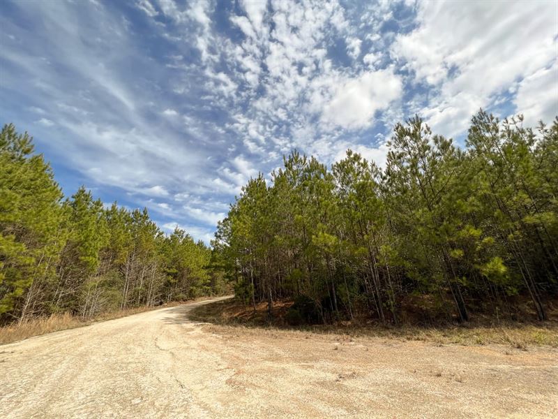 21 Acres, T-5 FM 1746 : Town Bluff : Tyler County : Texas