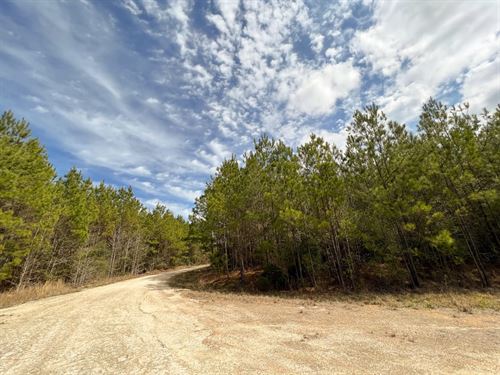 21 Acres, T-5 FM 1746 : Town Bluff : Tyler County : Texas