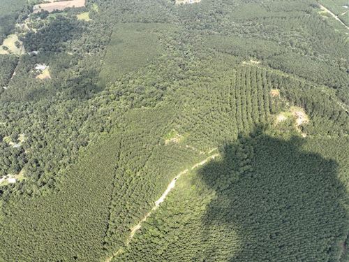 35 Acres, T-11 Spurger Pines : Spurger : Tyler County : Texas