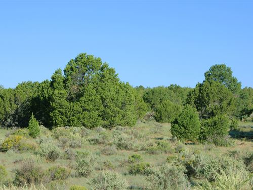 Arizona's Best Selection of Land : Saint Johns : Apache County : Arizona