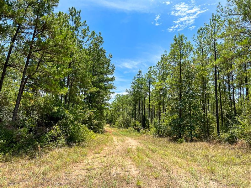 451 Acres, The Game Preserve : Huntsville : Walker County : Texas