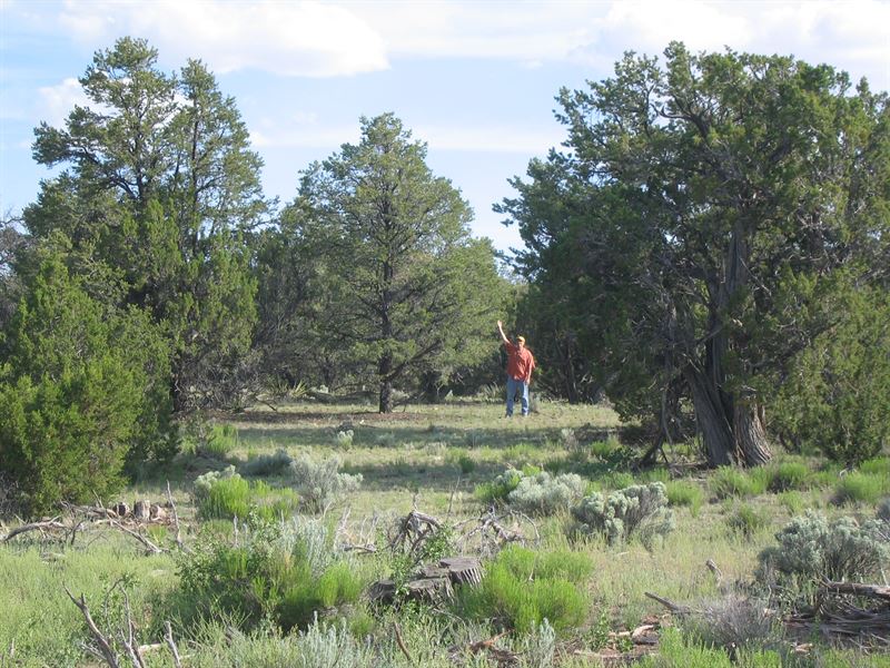 Arizona's Sierra Mountain Ranch : Saint Johns : Apache County : Arizona
