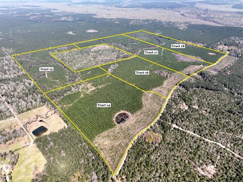 40 Acres, T-16 Spurger Pines North : Spurger : Tyler County : Texas