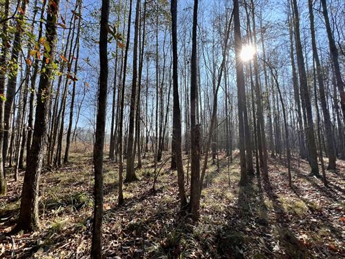The CR 219 Suttle Tract : Summerfield : Perry County : Alabama