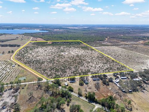 Lake Streety Grove : Frostproof : Polk County : Florida