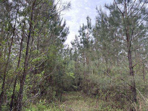 Stateline Tract : State Line : Wayne County : Mississippi