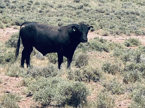 Holbrook Ranch : Holbrook : Navajo County : Arizona