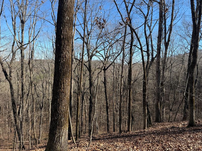 An Estate Lot with Mountain View : Heflin : Cleburne County : Alabama