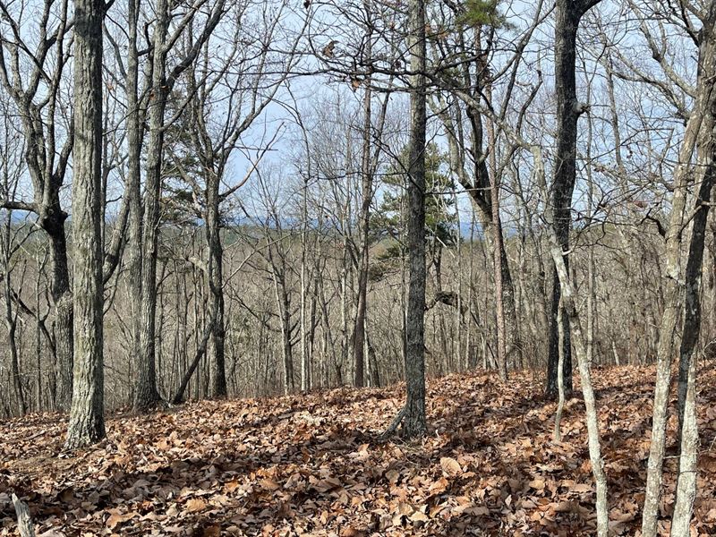 A Turkey Haven Mountain Paradise : Heflin : Cleburne County : Alabama