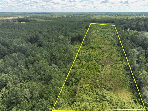 31 Acres, T-3 County Road 4470 : Ivanhoe : Tyler County : Texas