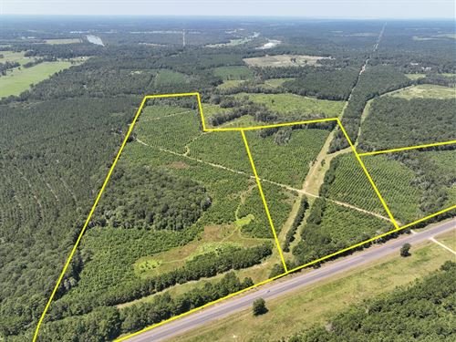 31 Acres, Highway 146 T-4 : Ace : Polk County : Texas