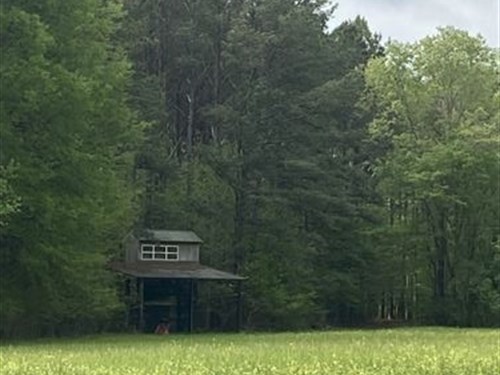 Old Texas 535 Acres : Pine Apple : Monroe County : Alabama
