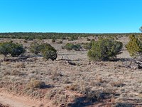 $249 Down, 5 Acres in Sanders, AZ : Saint Johns : Apache County : Arizona