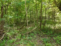 Beautiful Property Low Down Payment : Monticello : Wayne County : Kentucky