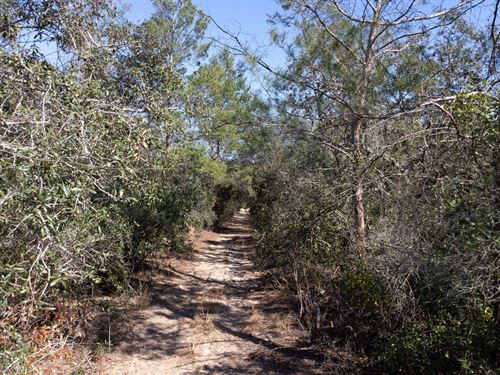 Affordable & Hassle Free Lot in FL : Umatilla : Marion County : Florida