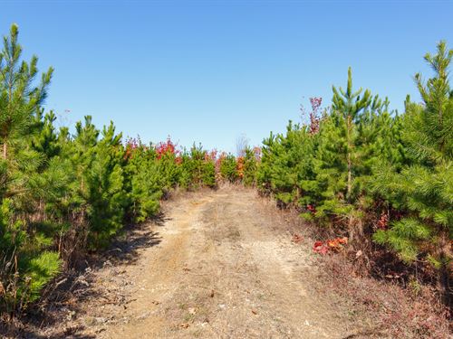 $999 Down Missouri Land : Ellington : Reynolds County : Missouri