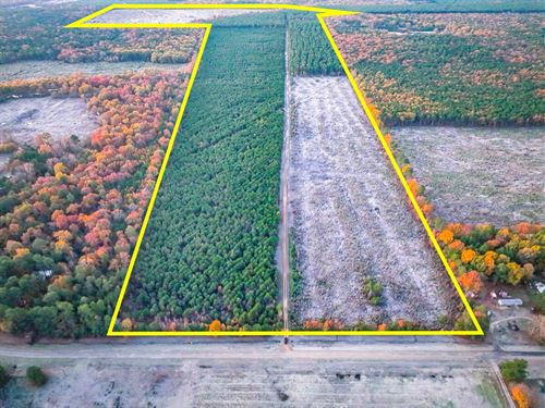 172 Acres, FM 2120, Kiskadee, 70 : Bagwell : Red River County : Texas