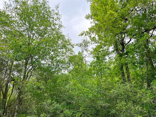 47 Acres, Cravens Camp Rd, D-2 : Silsbee : Hardin County : Texas