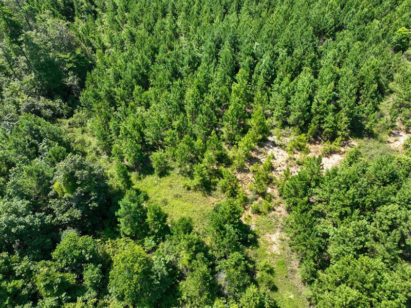 7 Acres, T-10, Carters Ferry Road : Milam : Sabine County : Texas