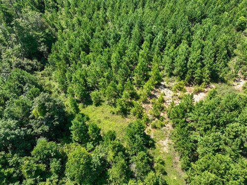 7 Acres, T-10, Carters Ferry Road : Milam : Sabine County : Texas