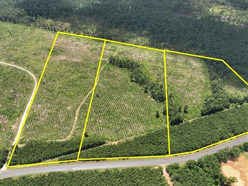 17 Acres, T-3, FM 1276, 00011 : Dallardsville : Polk County : Texas