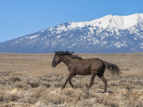 5.1Ac Tiny Homes & Rvs Ok, No HOA : Blanca : Costilla County : Colorado