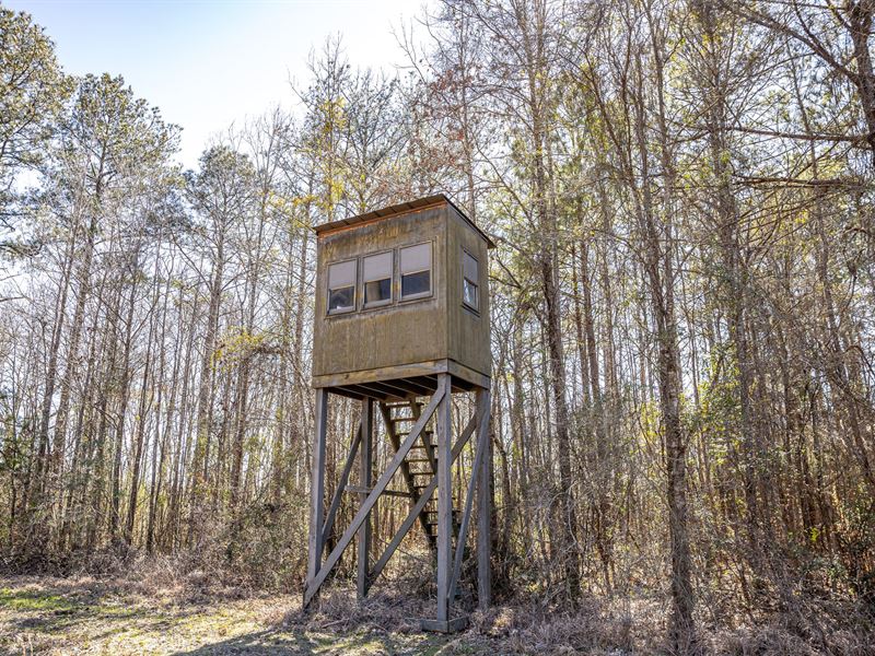 Southwest MS Hunting Land with Timb : Gloster : Amite County : Mississippi