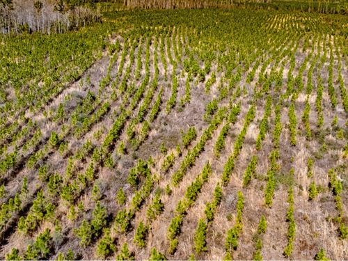 81 Ac Timber Investment With Lots : Blountstown : Calhoun County : Florida