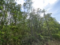 Palatka Escape Just $340/Mo : Palatka : Putnam County : Florida