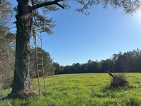 Excellent Simpson County Hunting WI : Magee : Simpson County : Mississippi