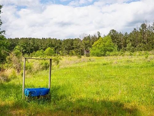 Crosby, MS Hunting Land by Homochi : Crosby : Wilkinson County : Mississippi