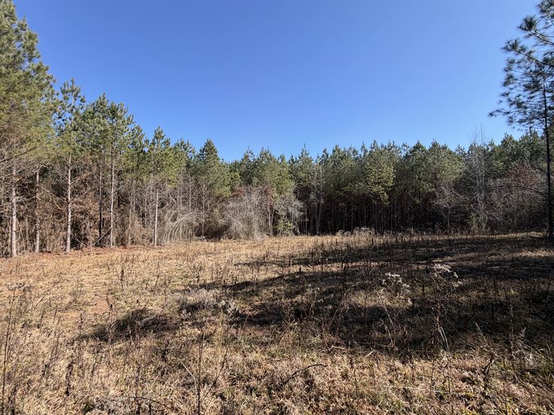 Spay Road 64 Tract : McCool : Choctaw County : Mississippi