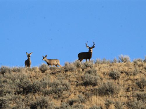 North Elkhead Tract 3 : Craig : Moffat County : Colorado