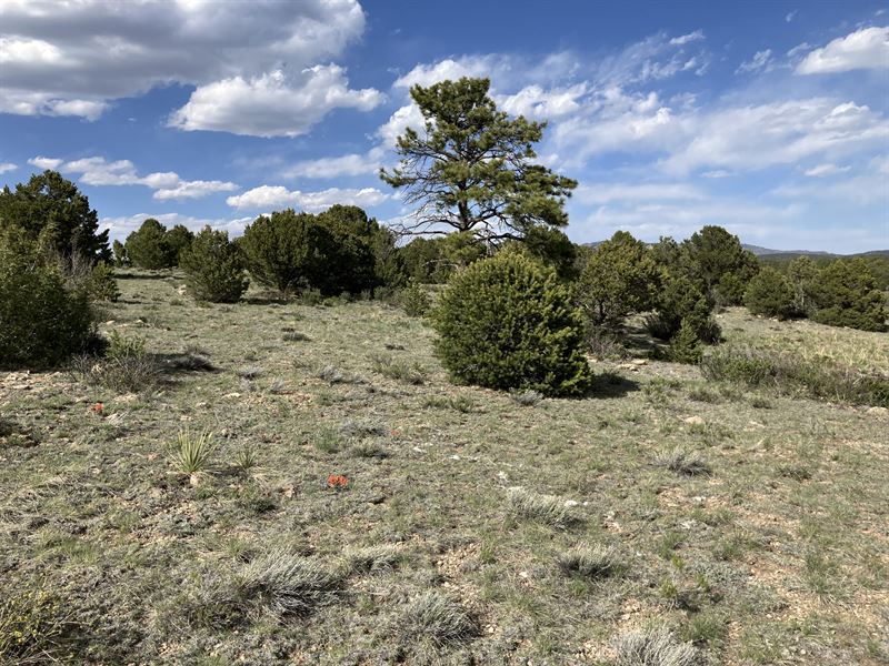 Riggs Mesa : Westcliffe : Custer County : Colorado