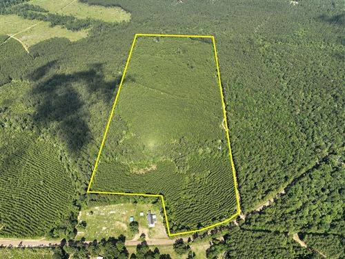 62 Acres, County Road 3550, 01438 : Woodville : Tyler County : Texas