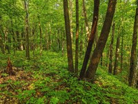 Nice Road & Power Nearby $275/Mo : Cushing : Morrison County : Minnesota
