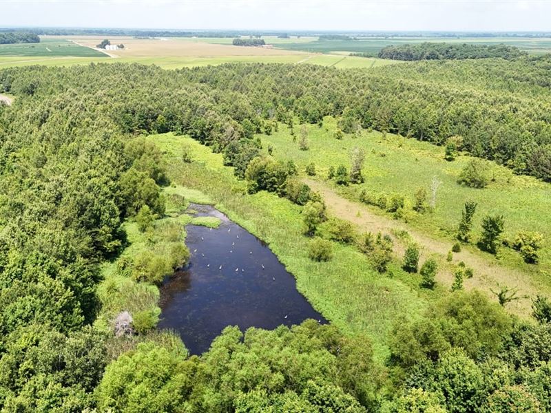 Deer and Duck Hunting Less Than : Earle : Crittenden County : Arkansas
