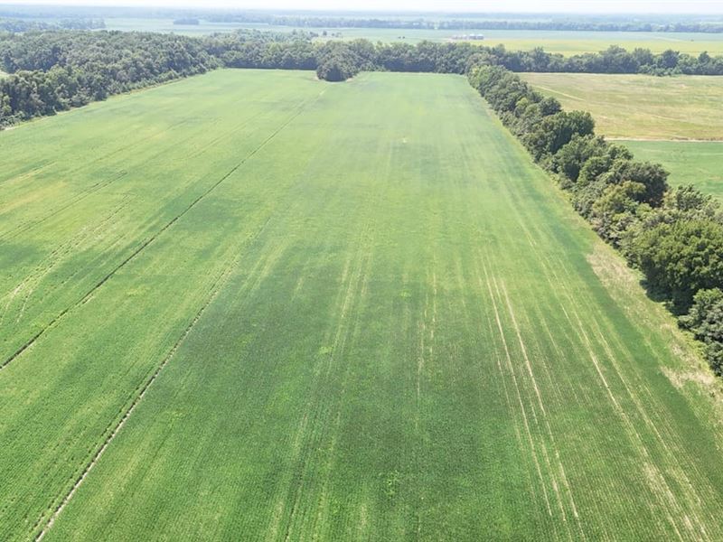 Price Drop, 53.32 Acres of Farm : Crawfordsville : Crittenden County : Arkansas