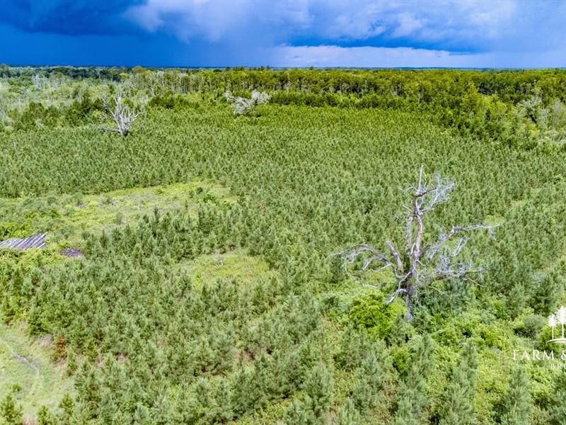 Big Bay Acres, 306 Ac Development : Cottondale : Jackson County : Florida