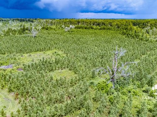Big Bay Acres, 306 Ac Development : Cottondale : Jackson County : Florida