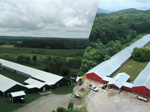 Ritchey Breeder Farm : Pikeville : Bledsoe County : Tennessee