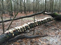Cache Bottoms Flooded Timber : Biscoe : Monroe County : Arkansas