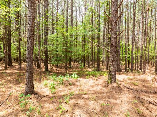 $999 Down Off Grid Land : Lexington : Henderson County : Tennessee