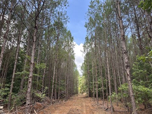 Church Road North Tract : McCool : Choctaw County : Mississippi