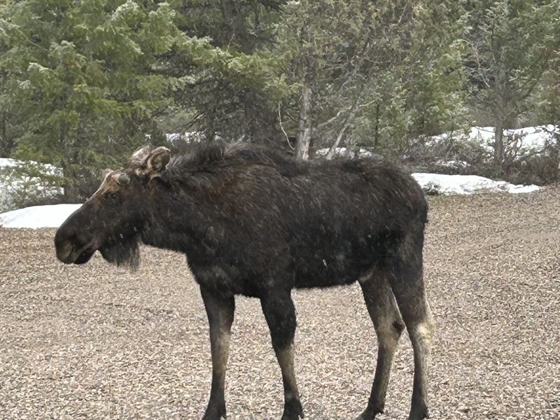 Turn-Key Mountain Property Shop : Afton : Lincoln County : Wyoming