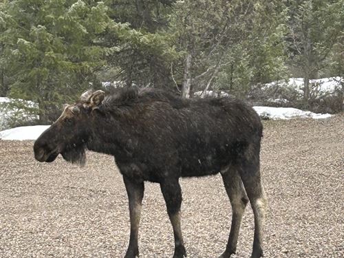 Turn-Key Mountain Property Shop : Afton : Lincoln County : Wyoming