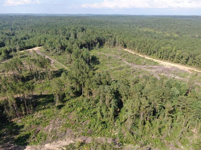 Bear Creek Road Tract 26 Acres : Gordo : Pickens County : Alabama