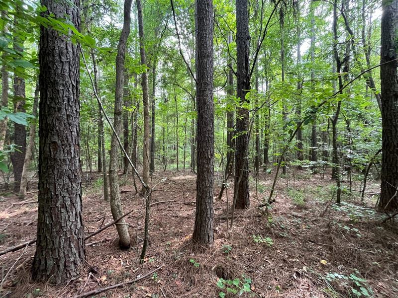 Springhill Church Road 70 Acre : Fayette : Tuscaloosa County : Alabama
