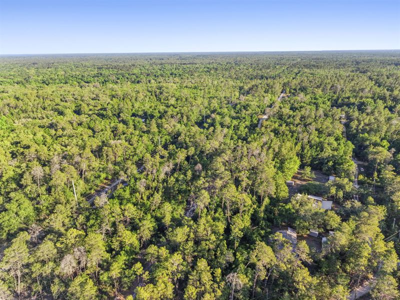 Affordable Satsuma FL Land $277/Mo : Satsuma : Putnam County : Florida