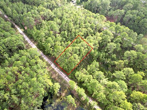 Own Land in Florida for $225/Mo : Georgetown : Putnam County : Florida